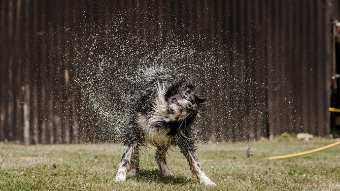A collie dog shakes of water and the droplets spray around him