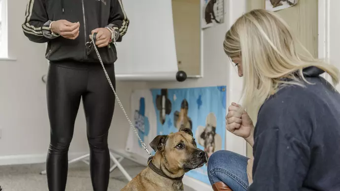 Bull breed dog at a Blue Cross respectabull talk