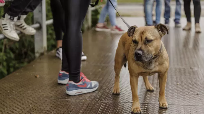 Bull breed dog
