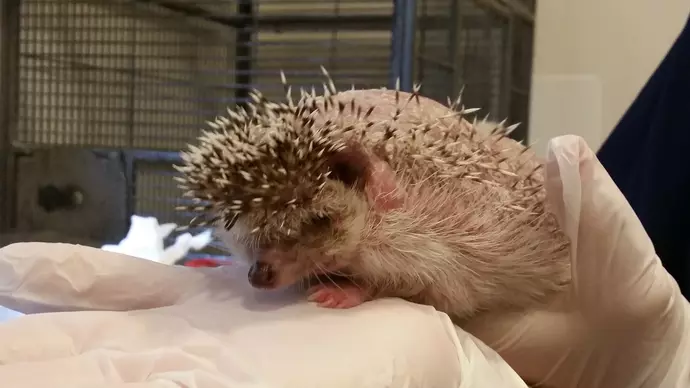 Hedgy top image
