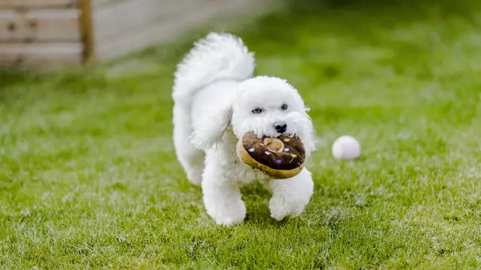A white fluffy dog with a toy doughnut 
