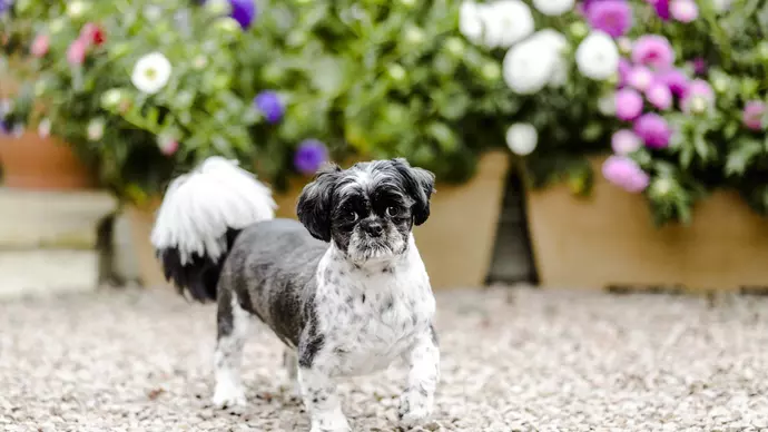 Rupert in garden