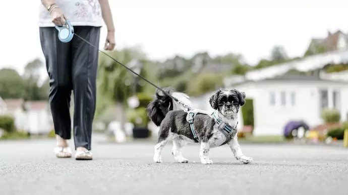 Rupert on walk