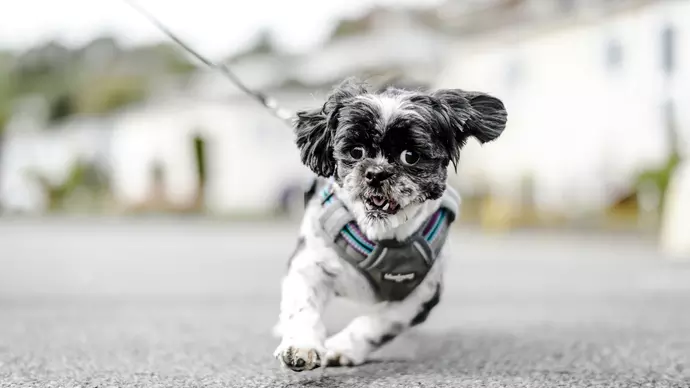 Rupert on walk