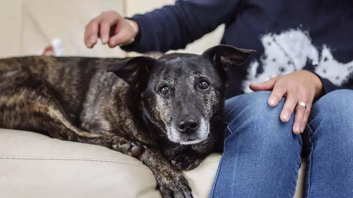 Jack on the sofa with eyes to camera