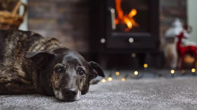 Jack in front of fire