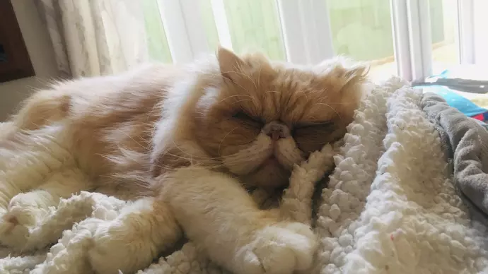 Mr Magoo asleep in his foster home