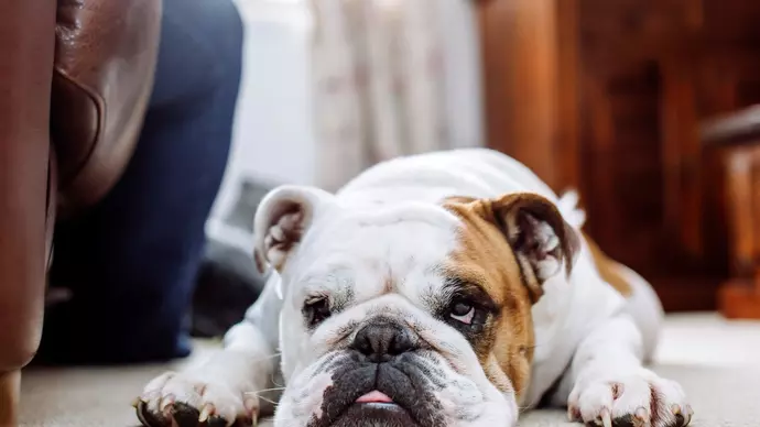 Dennis lying on the floor with head on ground