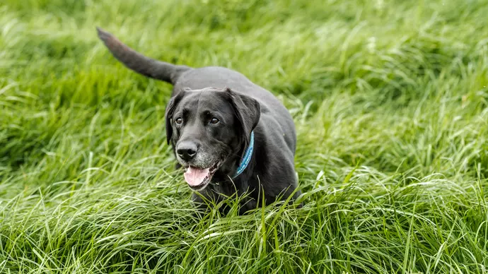 Jake in the long grass in field next to home