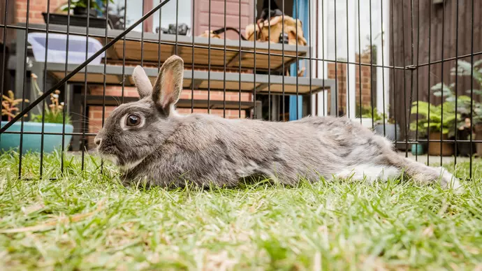 Bobtail lying down outside