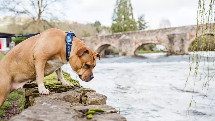 Bumble looking into a river