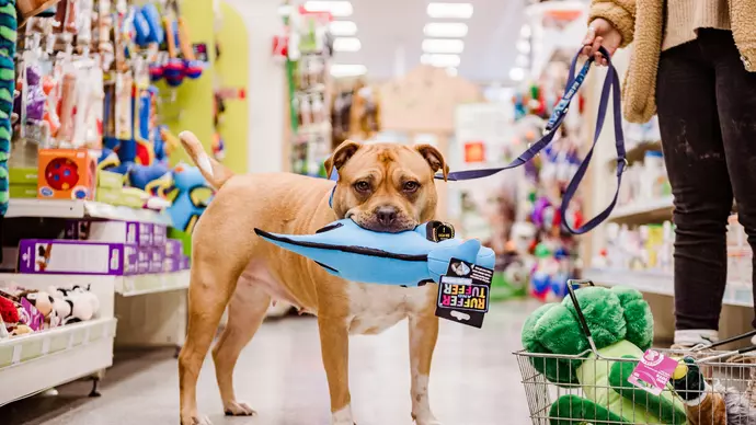 Bumble picking out a toy in Pets at Home