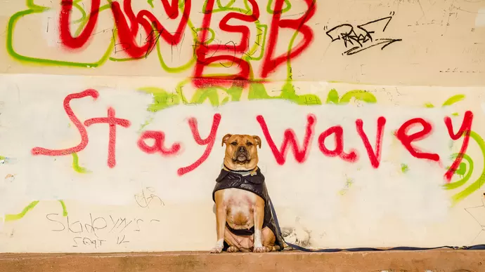 Bumble sitting in front of grafitti reading stay wavey