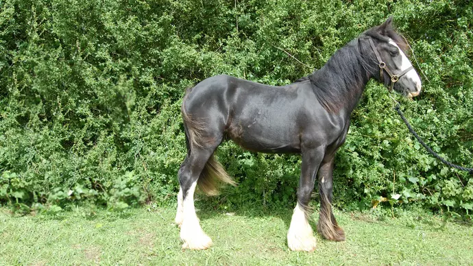 Bertie, Blue Cross horse after our care