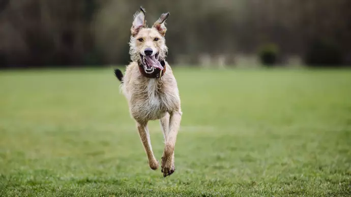 Bromley runs straight towards the camera, tongue out, having a great time