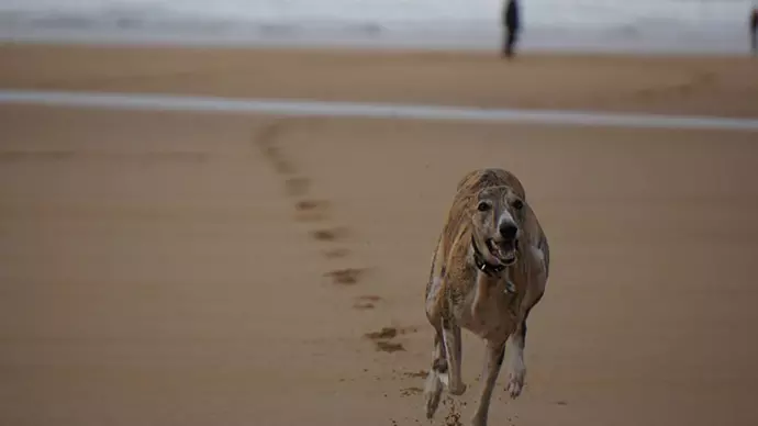 Buster at Fistral Beach