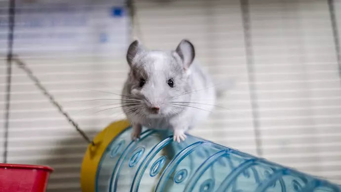 Photo of Button the baby chinchilla at Burford rehoming centre
