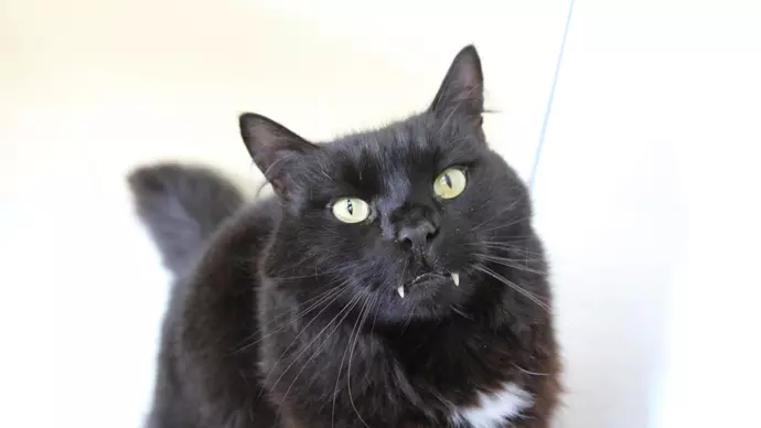 Photo of Timmy, a black cat with large, protruding canine teeth