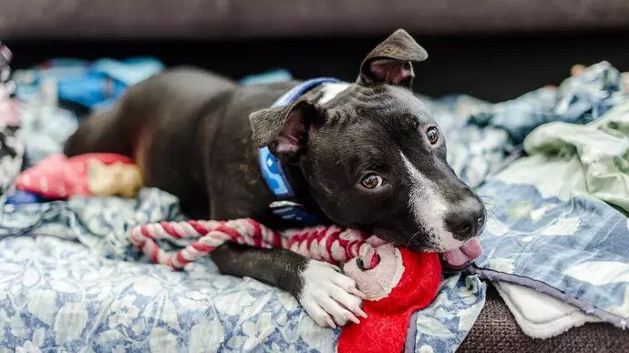 Photo of dog Annie playing with a toy