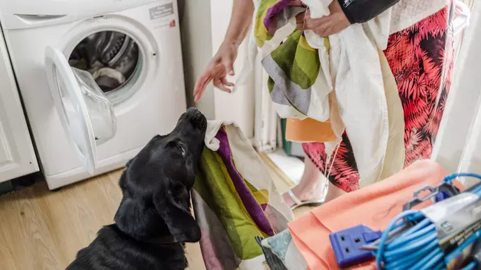 Dog Riley washing machine
