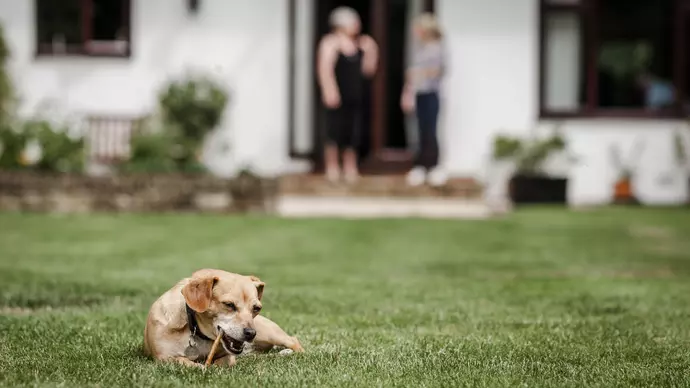 Dog Toffee enjoys the garden