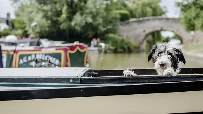 Dog Edward on his barge