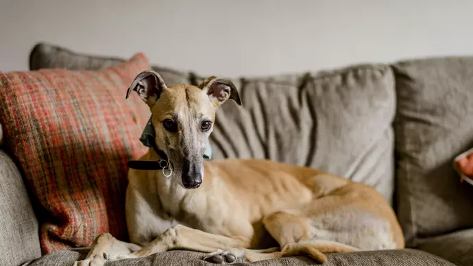 Gabby the ex racing greyhound cuddles up on a comfy sofa in her new home