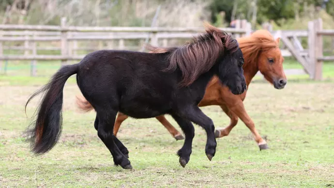 Gary playing with pal Zebby.