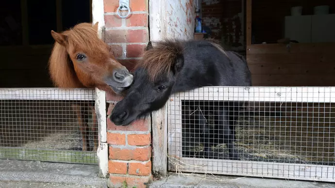 Gary greets pal Zebby in stable next door