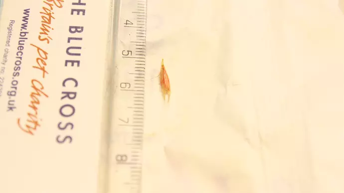 A grass seed next to a ruler showing the seed is just over a centimeter long