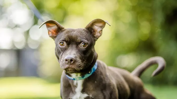 blue cross best dog rehoming sites