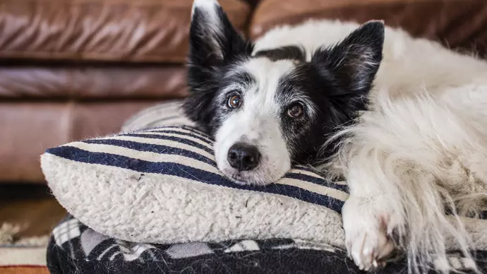 Dog relaxing on bed