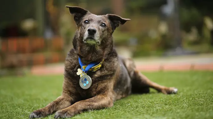 Brindle Staffie-whippet cross Bonnie proudly wears her Blue Cross medal