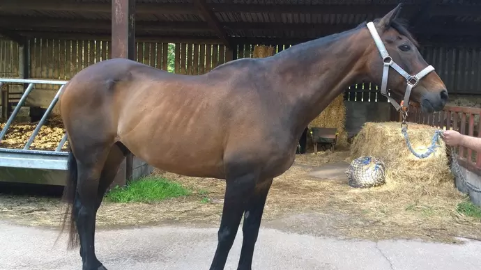 Blue Cross horse Roly