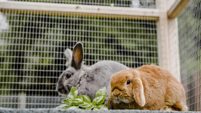 sad rabbit