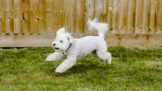 Scampi running in garden