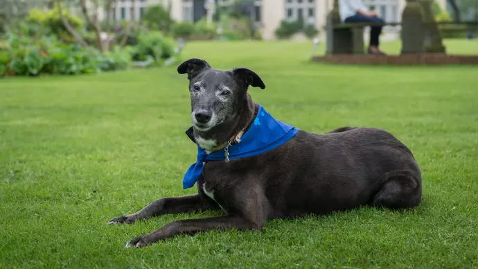 Dog Spike chills out in the garden