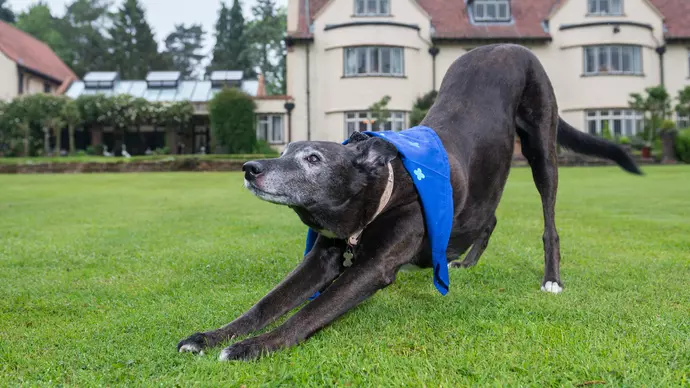 Spike stretches out in the garden
