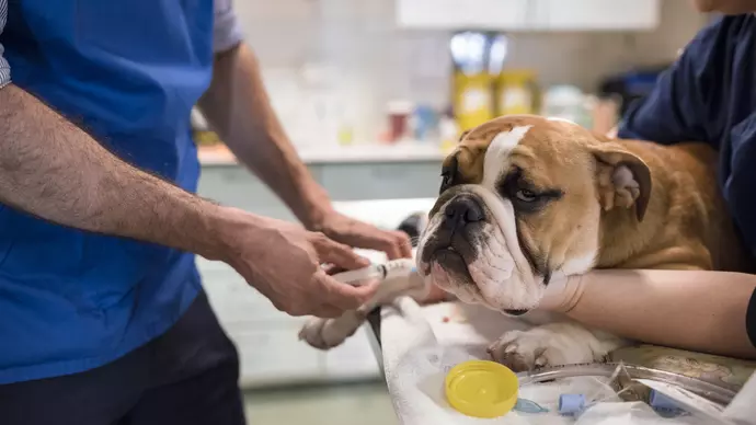 bulldog frank prepares for an operation