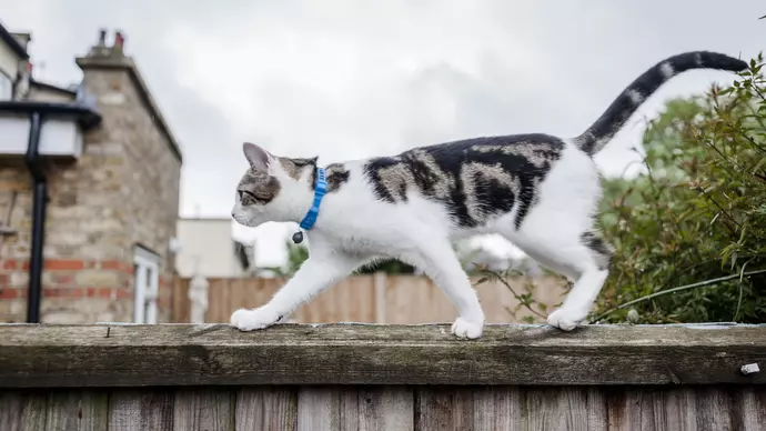 Cat Flow walks along a fence
