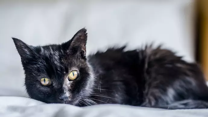 Older cat Charcoal enjoys snuggling up on her comfy bed