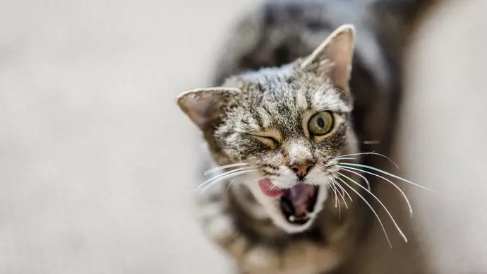 cat pet pix