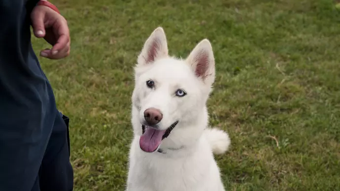 husky five - image slice 1