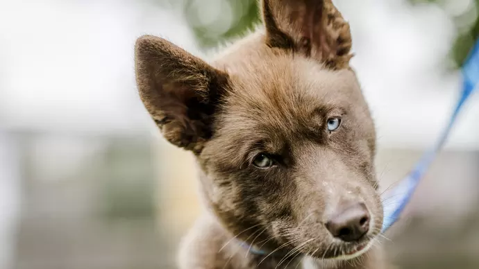 Husky five - image 3