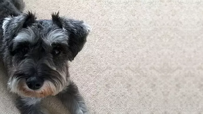 Lola, stolen dog. 