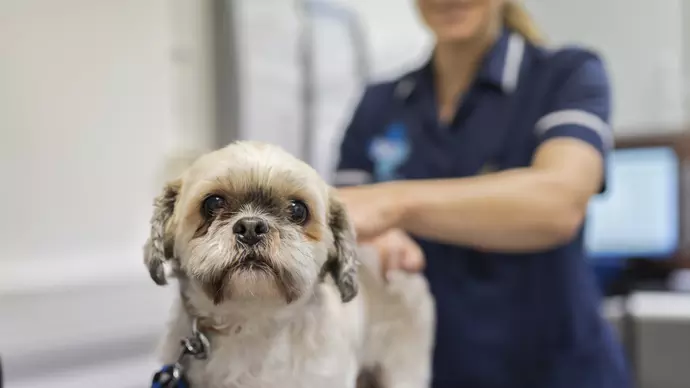 Will Cats With Parametriosis Over Groom? Shocking Truth Revealed