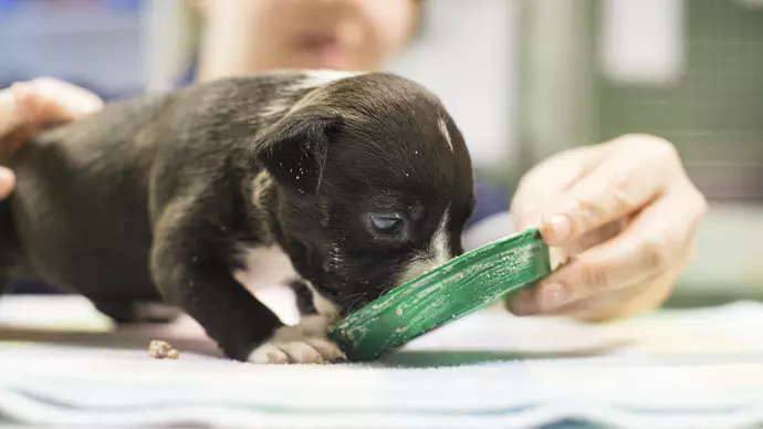 Photo of puppy Annie being hand-reared by the Blue Cross team