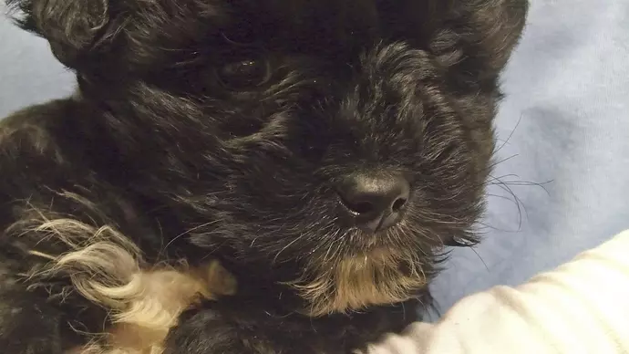 Photo of puppy Toby