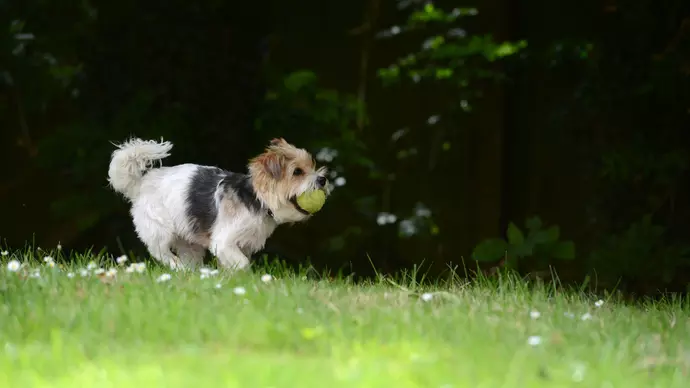 Tinkerbell running