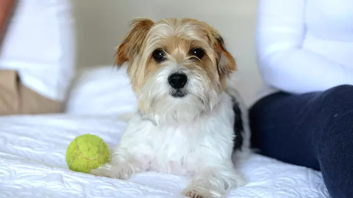 Tinkerbell on bed